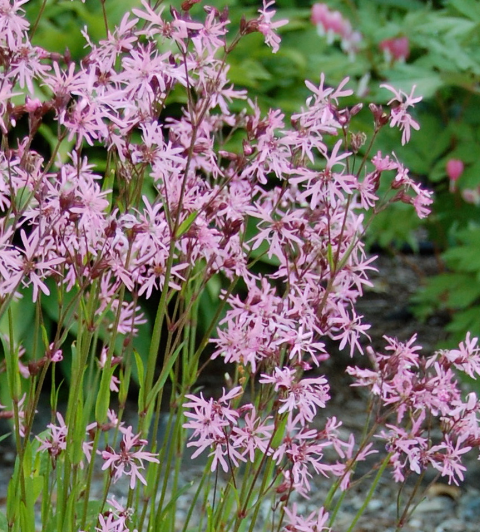 Lychnis flos-cuculi - Vrtnarstvo Brekvar Lychnis flos-cuculi - Vrtnarstvo Brekvar