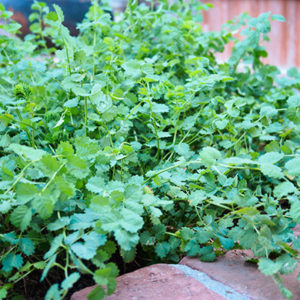 Sanguisorba minor 2 -- Vrtnarstvo Breskvar