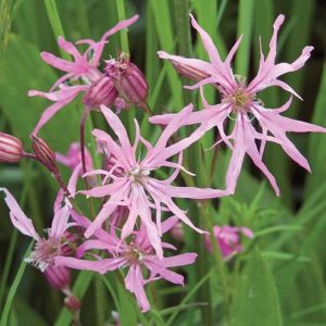 Lychnis flos cuculi - Vrtnarstvo Breskvar Lychnis flos cuculi - Vrtnarstvo Breskvar