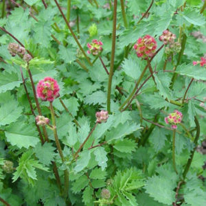 Sanguisorba minor- Vrtnarstvo Breskvar