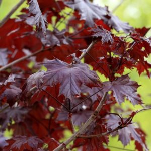 Acer platanoides 'Crimson King' -Vrtnarstvo Breskvar