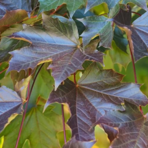 Acer platanoides 'Crimson king ' list - Vrtnarstvo Breskvar