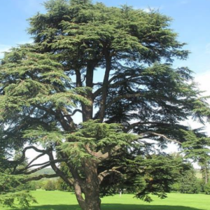 Cedrus atlantica 'Glauca' - Vrtnarstvo Breskvar