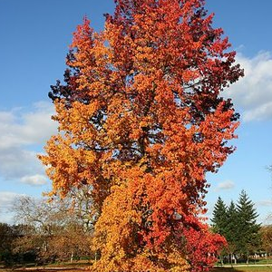 Liquidambar sttyraciflua jesen - Vrtnarstvo Breskvar