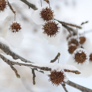 Liquidambar styraciflua pozimi - Vrtnarstvo Breskvar