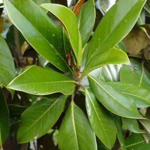 Magnolia ' Galissonniere' - Vrtnarstvo Breskvar