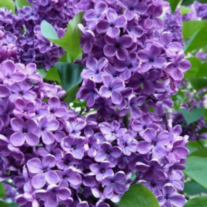 Syringa vulgaris cvet - Vrtnarstvo Breskvar