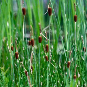 Typha minima - Vrtnarstvo Breskvar