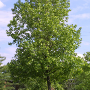 Liquidambar styraciflua - Vrtnarstvo Breskvar