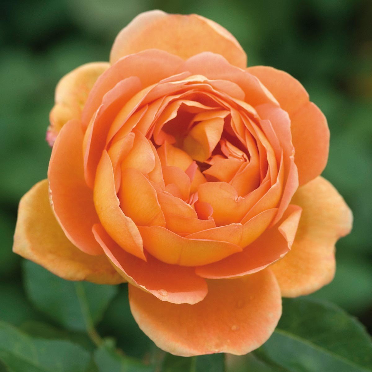 Rosa ' Pat Austin' - Vrtnarstvo Bres Rosa ' Pat Austin' - Vrtnarstvo Bres