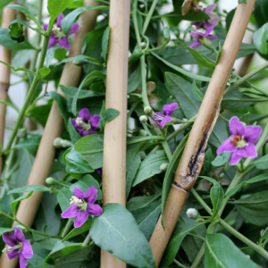 Lycium barbarum Sweet Lifeberry® cvet - Vrtnarstvo Breskvar