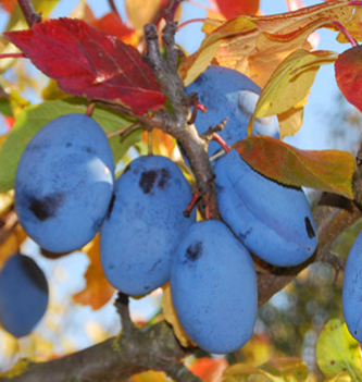 Prunus domestica Fidelia® - Vrtnarstvo Breskvar Prunus domestica Fidelia® - Vrtnarstvo Breskvart