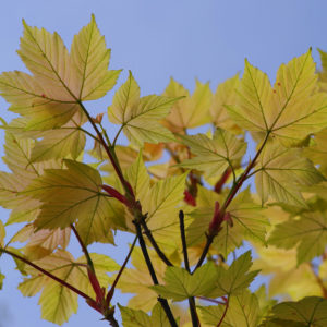 Acer pseudoplatanus 'Brilliantissimum' - Vrtnarstvo Breskvar