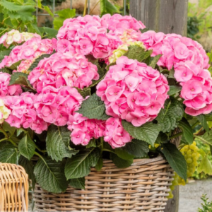 Hydrangea macrophylla 'Dolce Chic' - Vrtnarstvo Breskvar