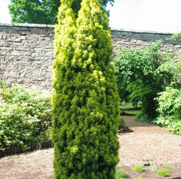 Taxus baccata fastigiata 'Aurea' - Vrtnarstvo Breskvar Taxus baccata fastigiata 'Aurea' - Vrtnarstvo Breskvar