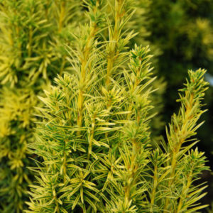 Taxus baccata fastigiata 'Aurea' - Vrtnarstvo Breskvar