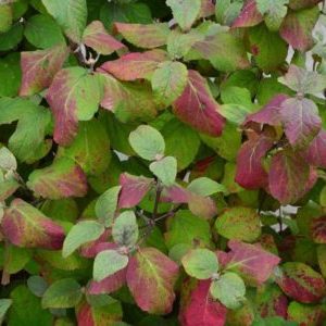 Viburnum carlesii 'Aurora' - Vrtnarstvo Breskvar