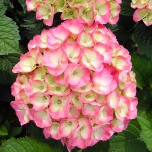 Hydrangea macrophylla 'Dolce Chic' - Vrtnarstvo Breskvar