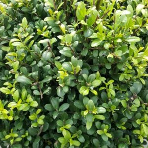 Ilex crenata 'Dark Green' - Vrtnarstvo Breskvar