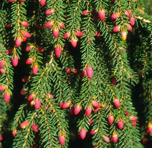 picea orientalis aureospicata