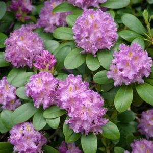 Rhododendron Roseum Elegans - Vrtnarstvo Breskvar