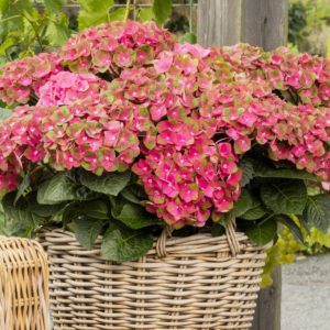 Hydrangea macrophylla 'Rembrandt Rosso Glory' - Vrtnarstvo Breskvar