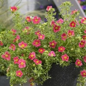 Pottentilla fruticosa 'Dany Boy' - Vrtnarstvo Breskvar Pottentilla fruticosa 'Dany Boy' - Vrtnarstvo Breskvar