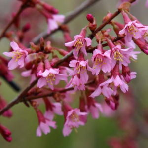 Prunus Okame - Vrtnarstvo Breskvar