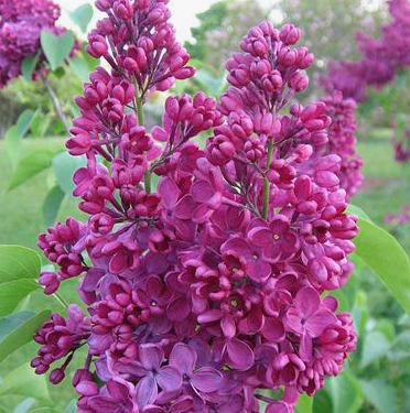 Syringa vulgaris 'Znamya Lenina' - Vrtnarstvo Breskvar