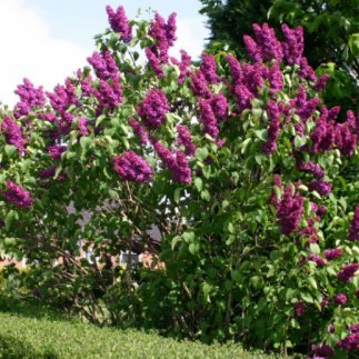 Syringa vulgaris 'Znamya Lenina' - Vrtnarstvo Breskvar Syringa vulgaris 'Znamya Lenina' - Vrtnarstvo Breskvar