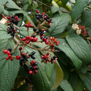 Viburnum × rhytidophylloides 'Willowwood' - Vrtnarstvo Breskvar
