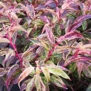Leucothoe Fontanesiana 'Rainbow' - Vrtnarstvo Breskvar