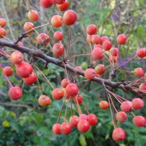 Malus Adirondack- Vrtnarstvo Breskvar