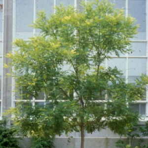 Sophora japonica 'Flaviramea' ( simbolična slika) - Vrtnarstvo Breskvar