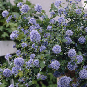 Ceanothus thyrsiflorus repens - Vrtnarstvo Breskvar