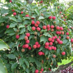 Cornus kousa 'Milky Way' - Vrtnarstvo Breskvar