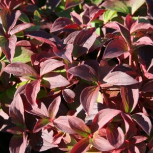 Cornus canadensis - Vrtnarstvo Breskvar