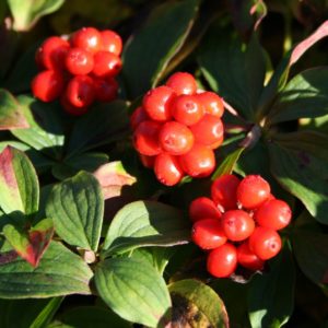 Cornus canadensis plod - Vrtnarstvo Breskvar