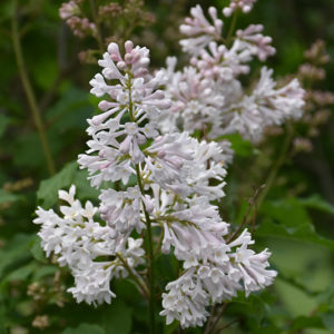 bel španski bezeg - Vrtnarstvo Breskvar