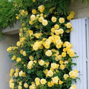 Rosa 'Golden Climber' - Vrtnarstvo Breskvar