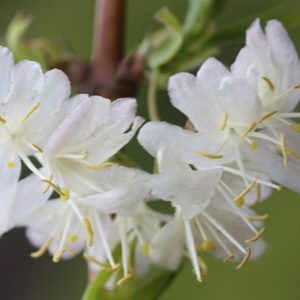 Lonicera x purpusii ’Winter Beauty’ - Vrtnarstvo Breskvar