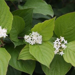 Cornus alba ’Siberian pearl’ - Vrtnarstvo Breskvar