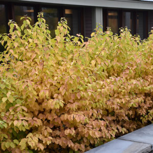 Cornus Sanguinea ’Midwinter fire’ - Vrtnarstvo Breskvar