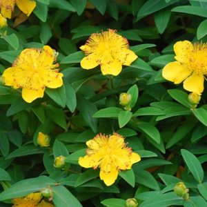 Hypericum calycinum - Vrtnarstvo Breskvar