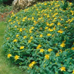 Hypericum calycinum - Vrtnarstvo Breskvar