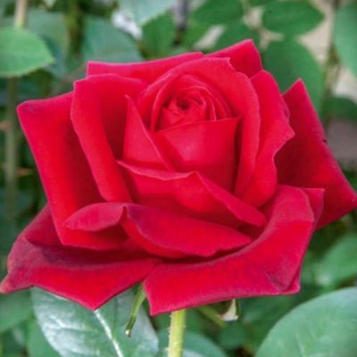 Rosa 'Jubilee de Papa Meilland' - Vrtnarstvo Breskvar Rosa 'Jubilee de Papa Meilland' - Vrtnarstvo Breskvar