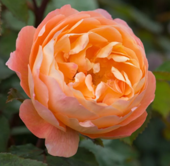 Rosa 'Lady Emma Hamilton' - Vrtnarstvo Breskvar Rosa 'Lady Emma Hamilton' - Vrtnarstvo Breskvar