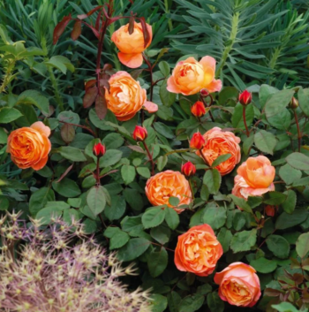 Rosa 'Lady Emma Hamilton' - Vrtnarstvo Breskvar Rosa 'Lady Emma Hamilton' - Vrtnarstvo Breskvar