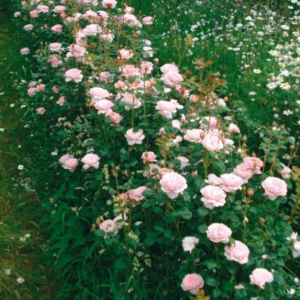 Rosa 'Queen of Sweden' - Vrtnarstvo Breskvar