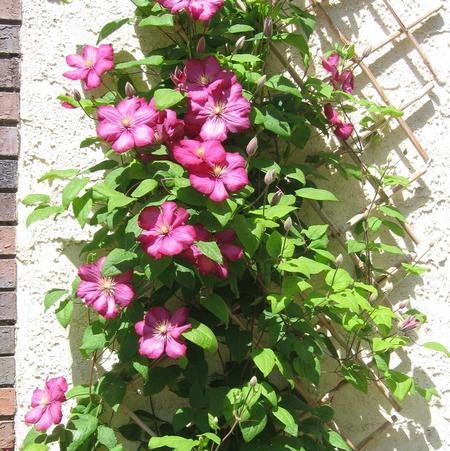 Clematis texensis 'Ville de Lyon' - Vrtnarstvo Breskvar Clematis texensis 'Ville de Lyon' - Vrtnarstvo Breskvar